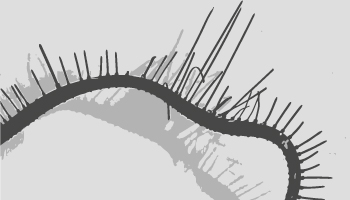 ANNA BUJAK ŚWIAT BLASKU