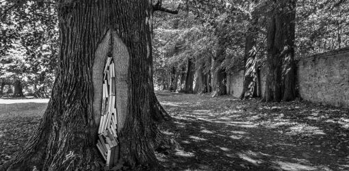 drzewo w parku kamil myszkowski
